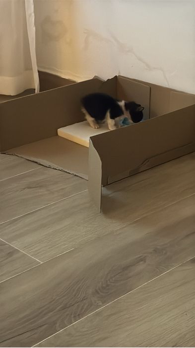 Gato de 1 mes para adoção