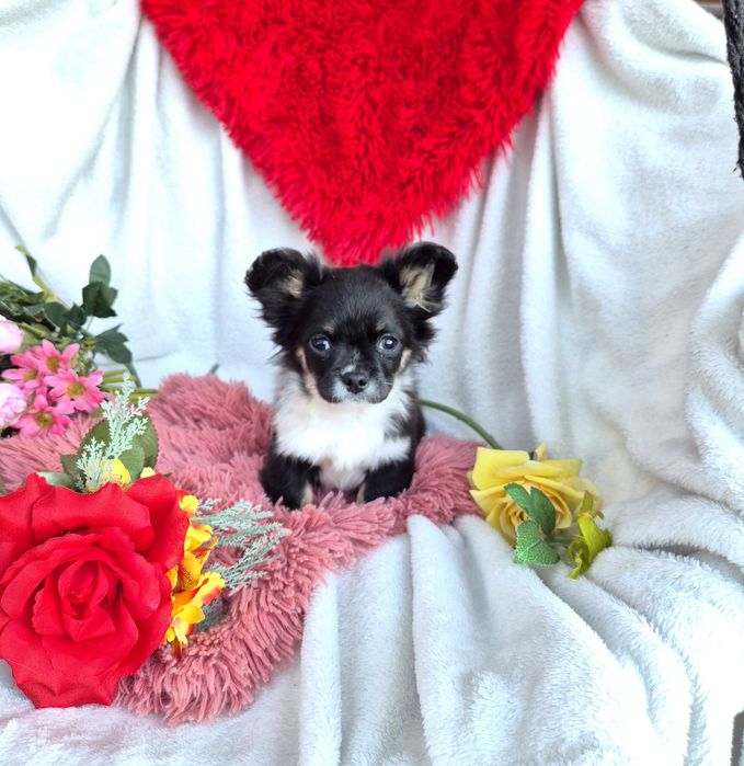 Śliczny długowłosy Poesek Chihuahua