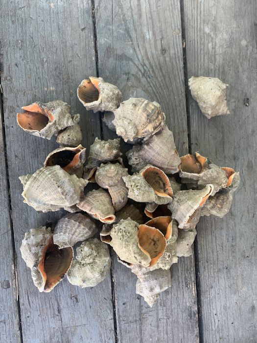 Продам рапан пустой