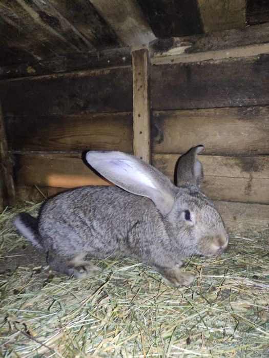 Кроли бельгийский Обер ( великан)