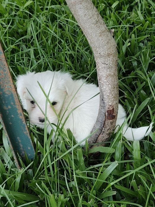 Fêmea Bichon Maltês