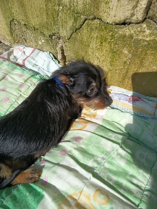 Olá  está para adoção um menino