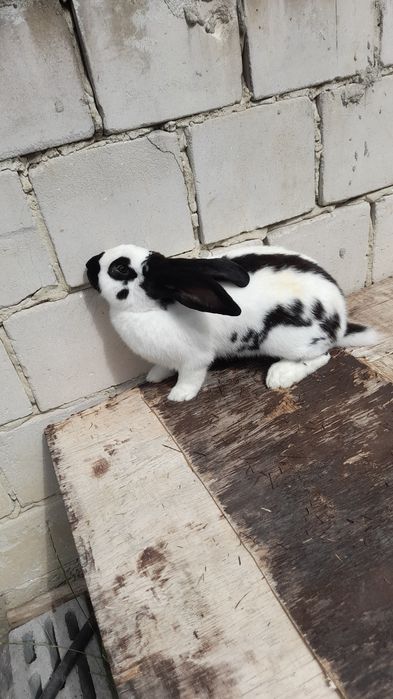 Srokacz olbrzym Osc