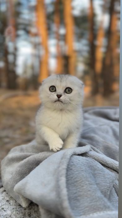 Шотландська киця чистокровна породиста висл шотландка срібнаа