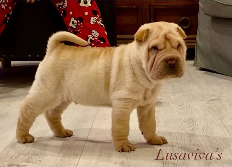 Shar Pei com Lop e afixo