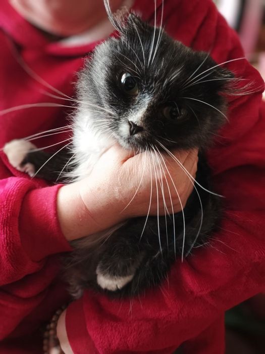 Продам кошенят висловухих