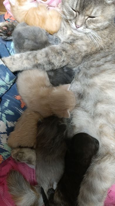 Кошенята британської кішки
