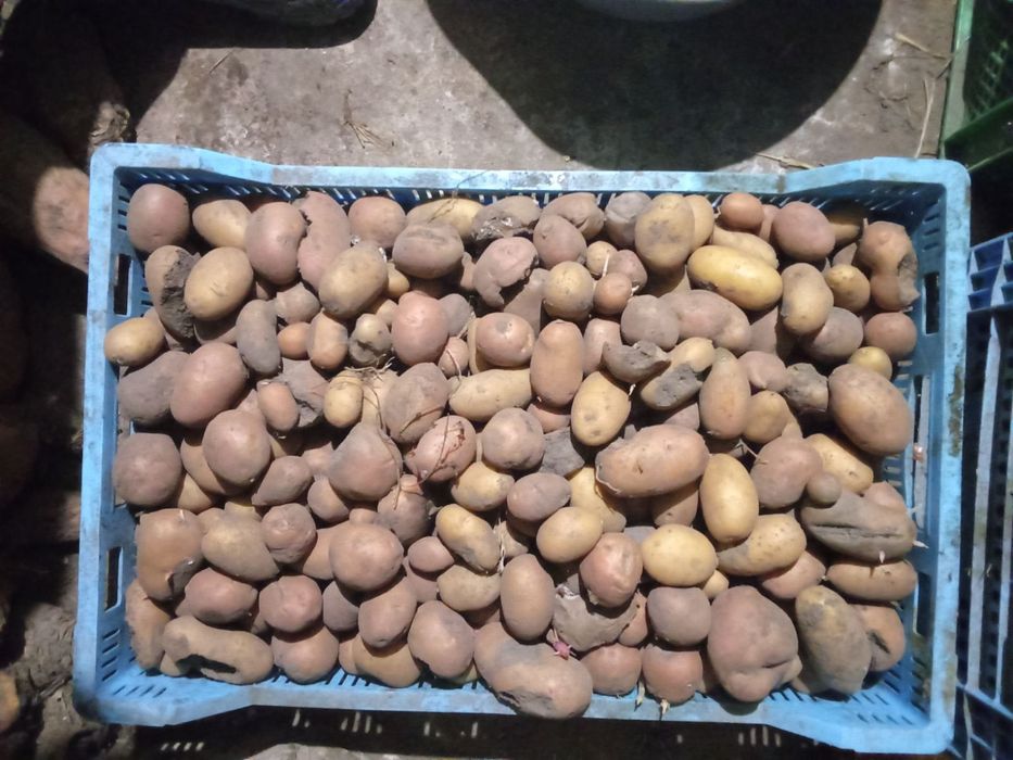 Продам картошку мілку та посівну
