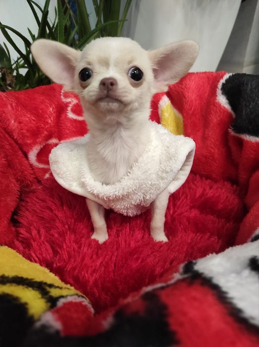 Чихуахуа Мини карамельный мальчик 3мес Одесса