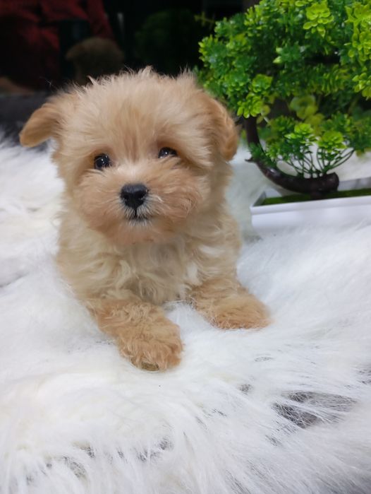 Міні красунчик мальтіпу