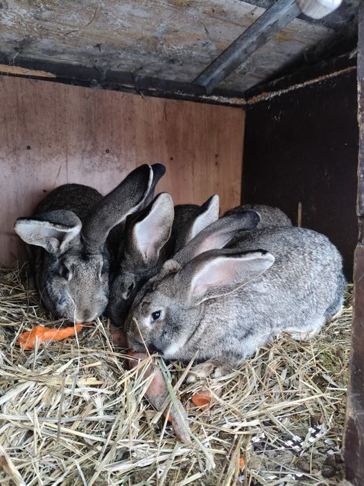 Sprzedam króliki lub tuszki królicze