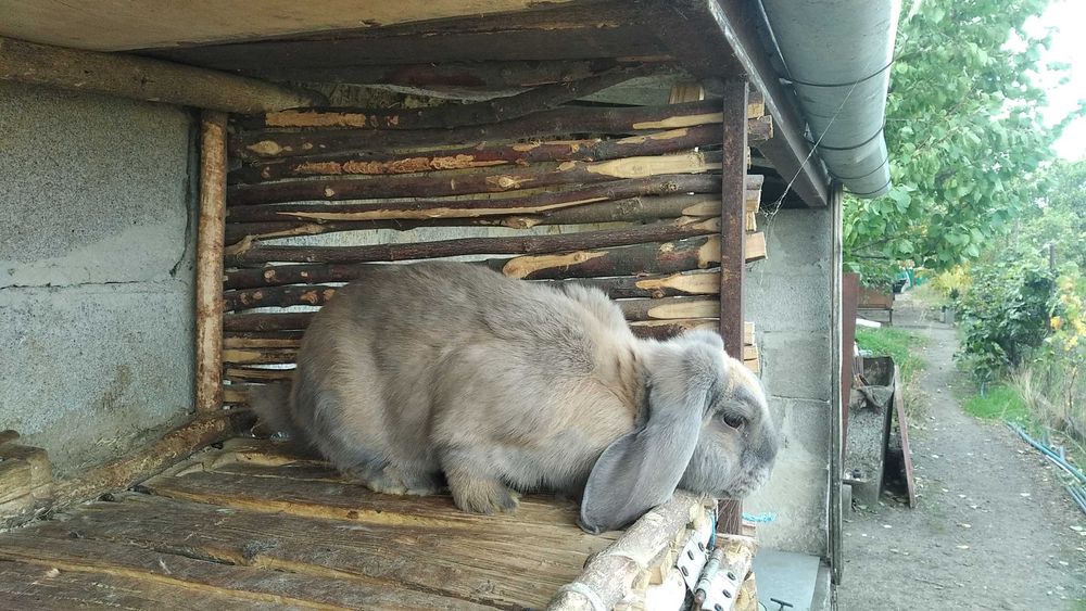 Кроленята французький баран