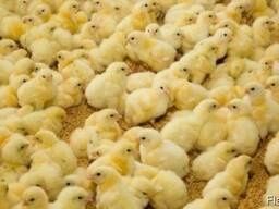 Курчата бройлер кобб 508,рос 308