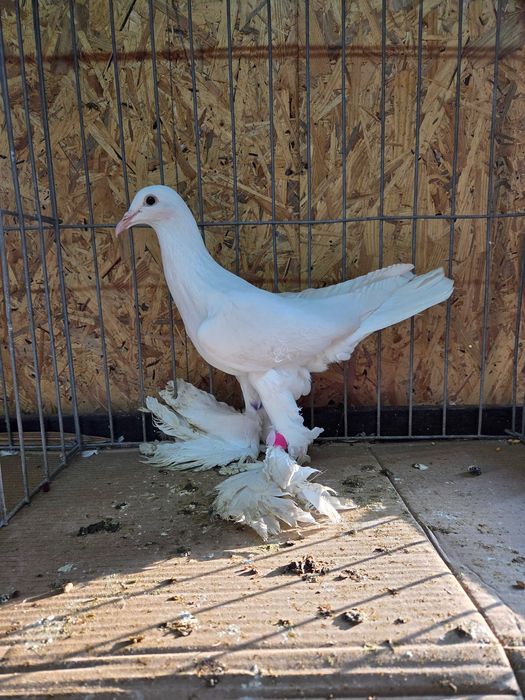 Bocian dolnośląski - samica