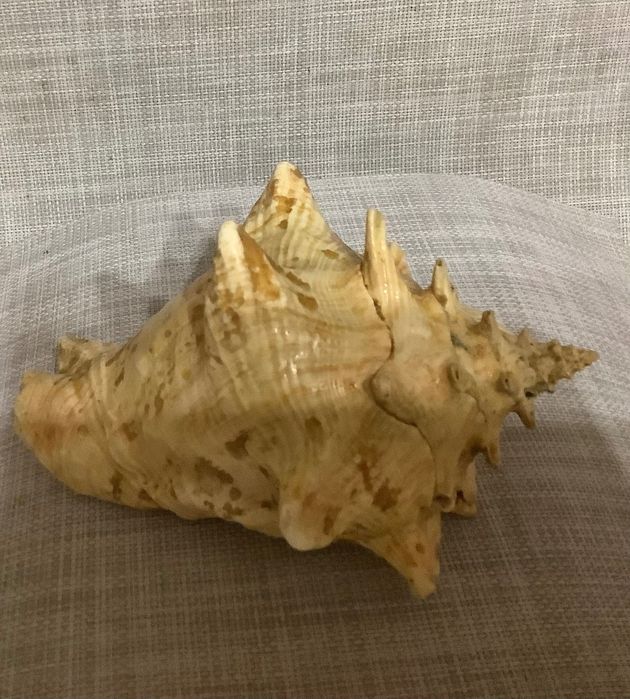 Продам  мушлі Стромбуса та Рапана