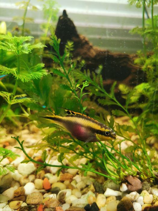 Oddam/zamienię Barwniak Czerwonobrzuchy