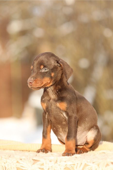 Пропонуємо песиків доберманів