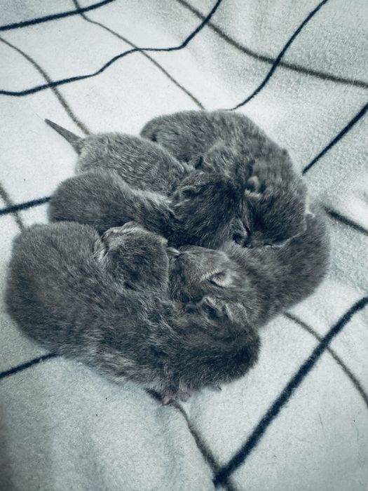 Шотландські кошенята/Scottish cats/Scottish fold/straight