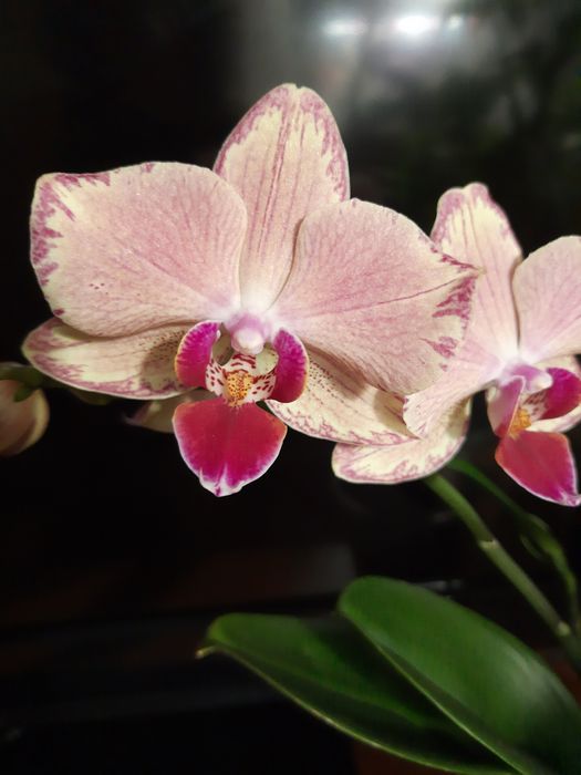 Орхидея фаленопсис Пират Пикоти с деткой.  .