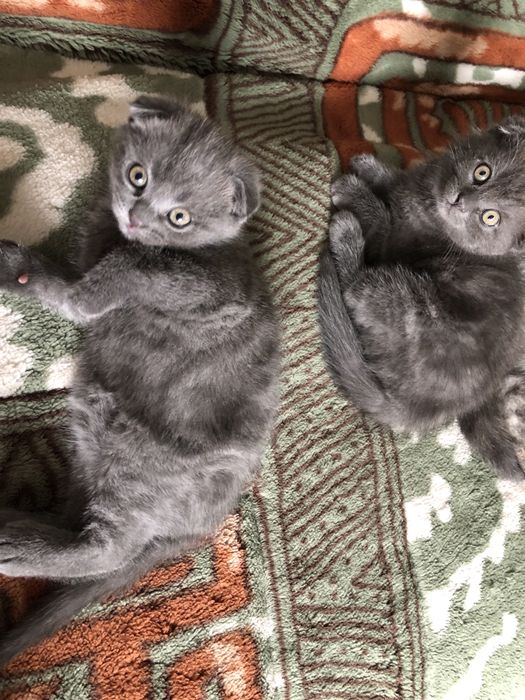 Шотландські  кошенята