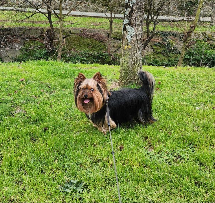 Procuro fêmea Yorkshire para acasalar!