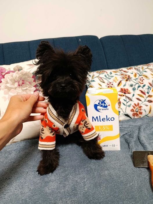 Szczenię pudel Toy pomapoo rodowód