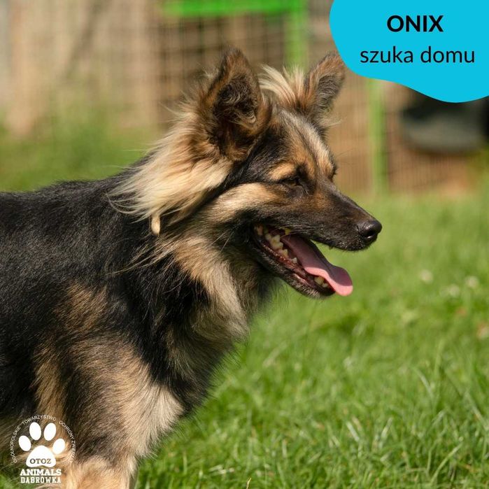 Onix szuka domu !