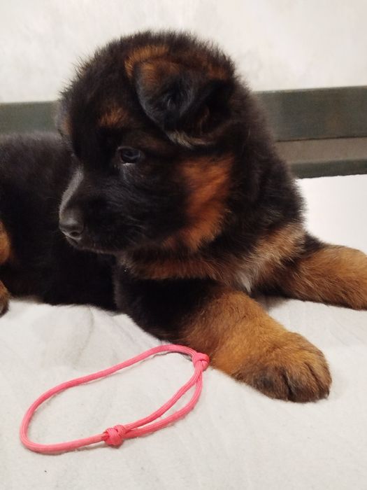 Німецька вівчарка бронювання