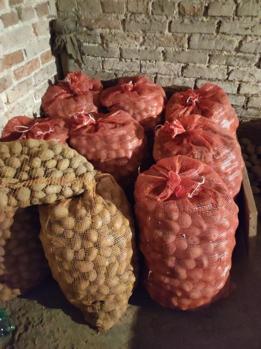 Ziemniaki wielkości sadzeniaków różne odmiany