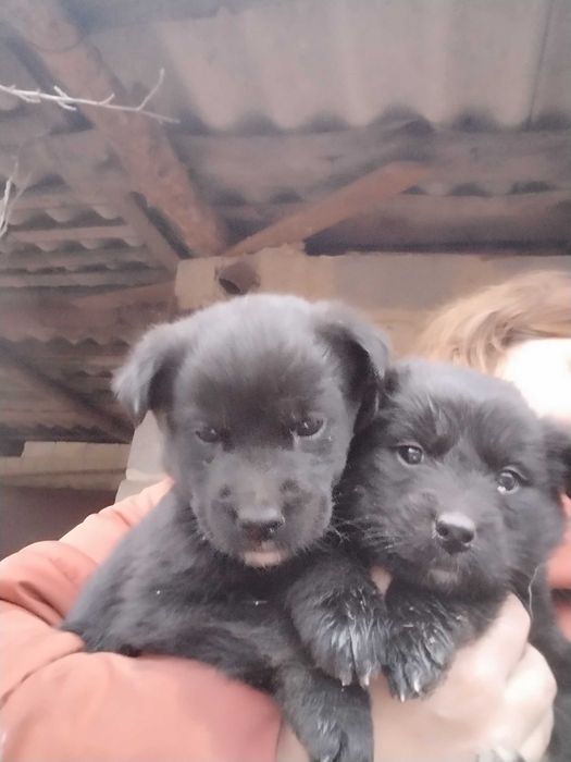 Цуценята від безхатньої собачки