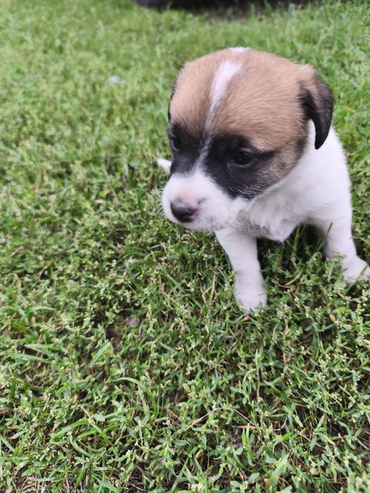 Jack Russell Terrier