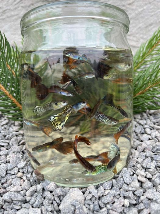 Продам акваріумні рибки гуппі та сині раки