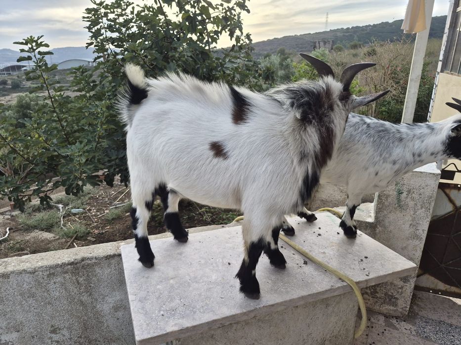 cabras anãs macho com 12 meses