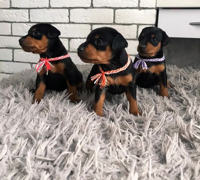 Високопородні цуценята цвергпінчера