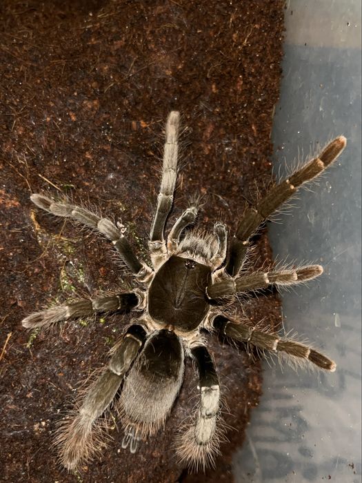 hysterocrates gigas samica ok. 4,5DC z braplastem