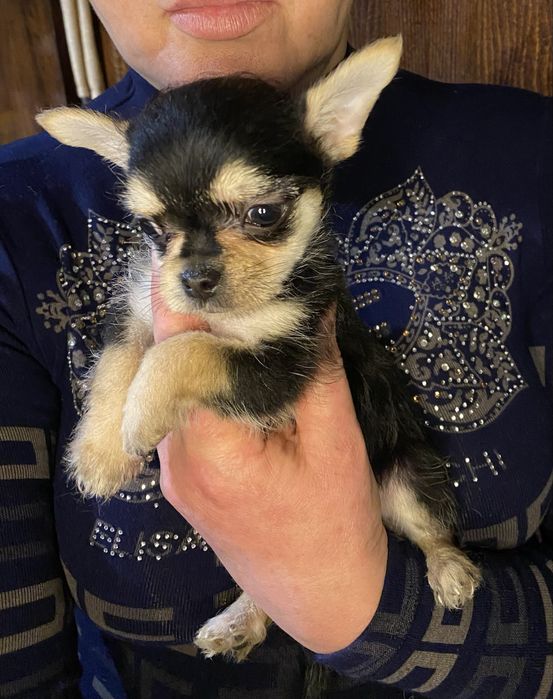 Курносенькая ушастенькая  девочка