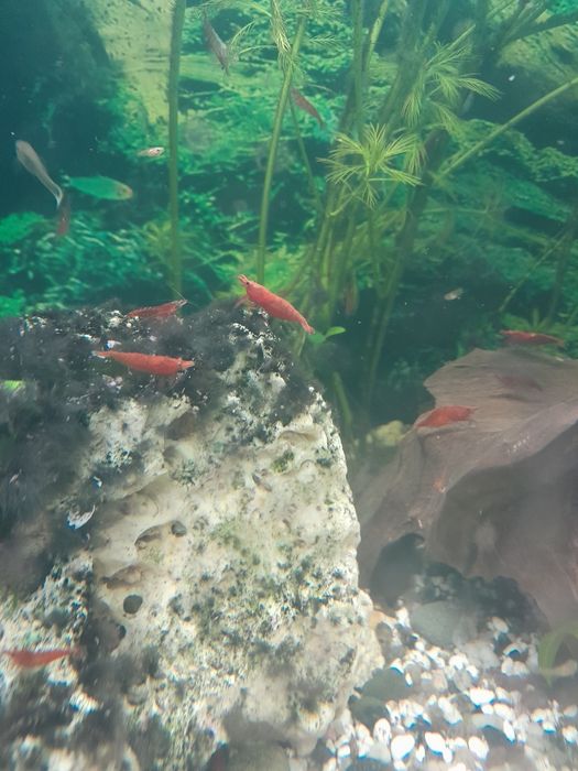 Neocaridina davidi