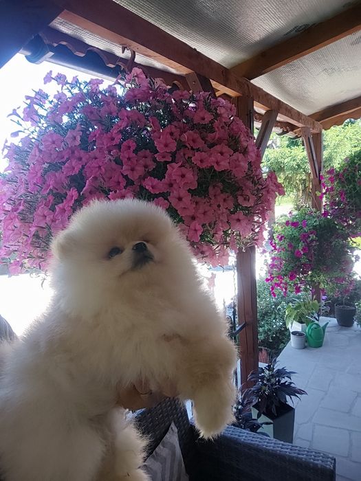 Pieseczek  pomeranian