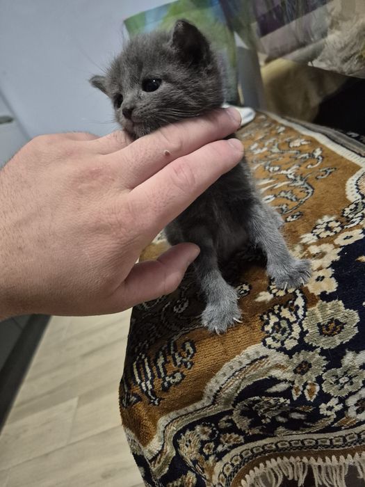 Віддам котиків в добрі руки!