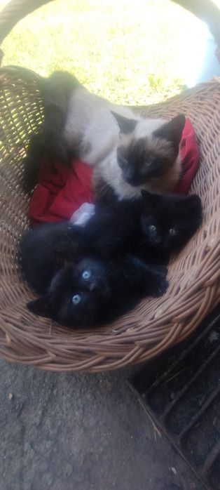 Kocieta szukają nowego domu.