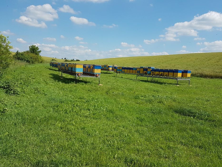 Продам кочову пасіку та обладнання.
