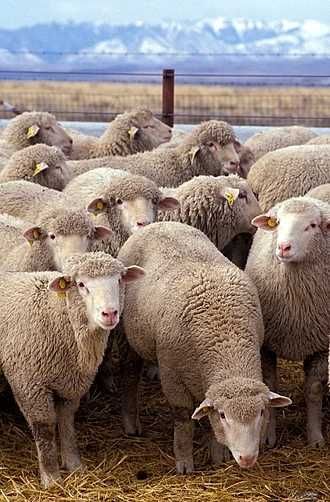 Animais para venda ( Ovinos )