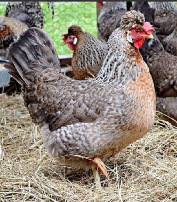 Ovos de raça crem legbar