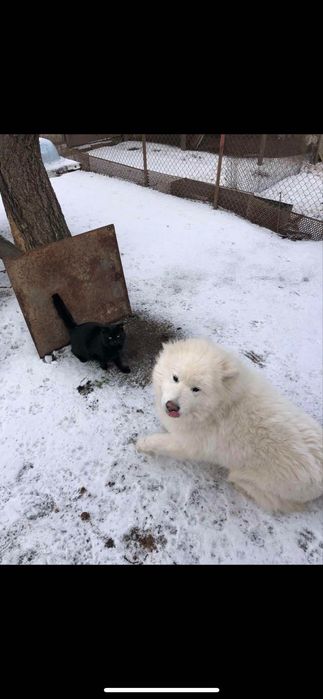 Вязка королевский самоед