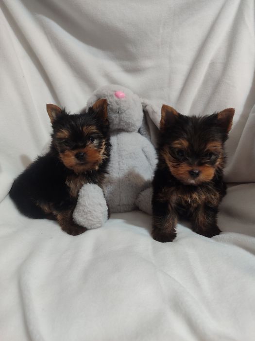 Йоркширський тер'єр.Міні йорки