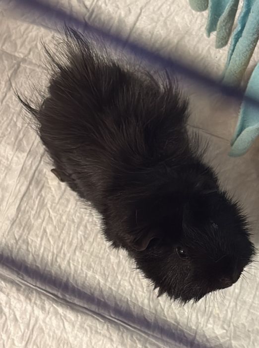 Морська свинка, хлопчик