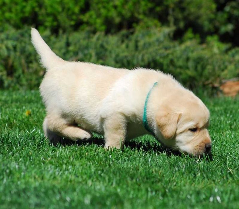 Вязка Лабрадор Ретривер.