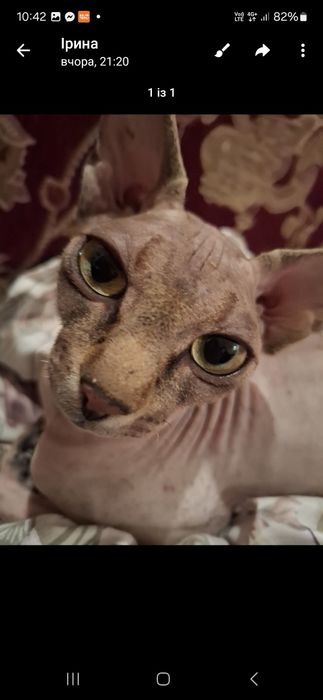 Уникальный котик Сема!