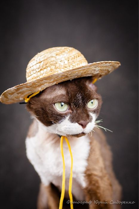 В разведение Devon Rex с Родословными