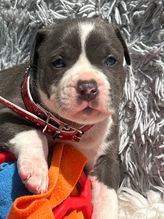 American staffordshire terrier Piesek